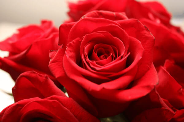 बहुत सुंदर} गुलाब का फूल डाउनलोड करे Gulab Ka Phool Download