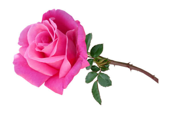 बहुत सुंदर} गुलाब का फूल डाउनलोड करे Gulab Ka Phool Download