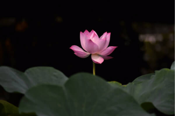 Best 100+} कमल के फूल की फोटो डाउनलोड करे Kamal Ka Phool Photo hd